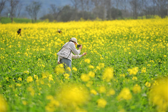 重慶南岸：廣陽島油菜花開美如畫