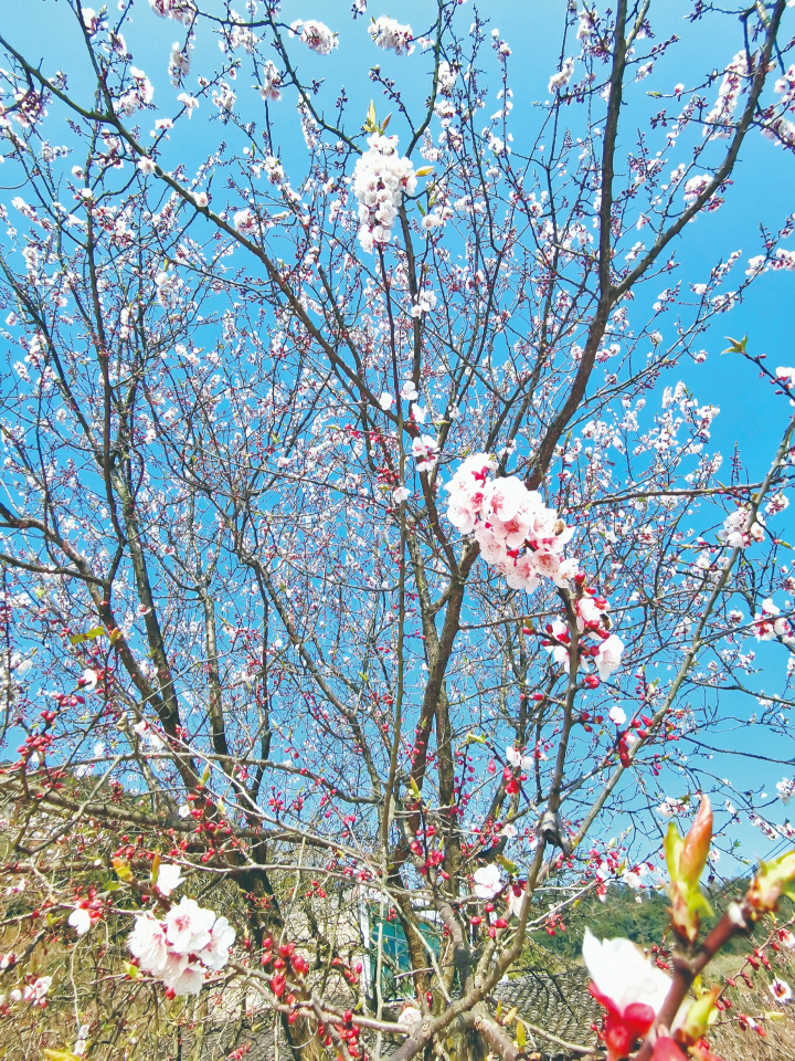 【城市遠洋】重慶巴南：滿城春色綻芳菲