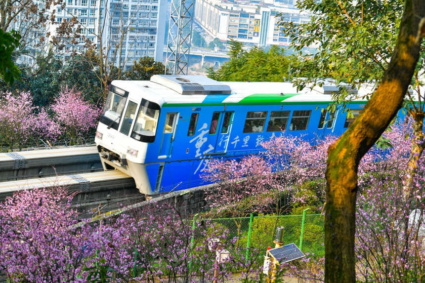 【城市遠洋帶圖】春意盎然 重慶軌道列車穿行花海