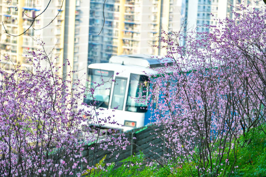 【城市遠洋帶圖】春意盎然 重慶軌道列車穿行花海