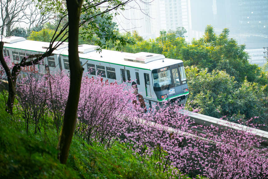 【城市遠洋帶圖】春意盎然 重慶軌道列車穿行花海