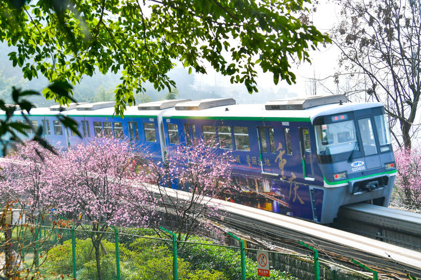 【城市遠洋帶圖】春意盎然 重慶軌道列車穿行花海