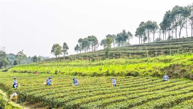 重慶江津：茶園遊助增收