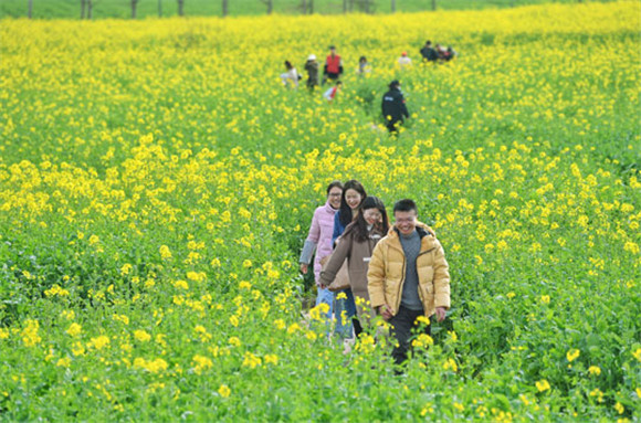 重慶南岸：廣陽島油菜花開美如畫