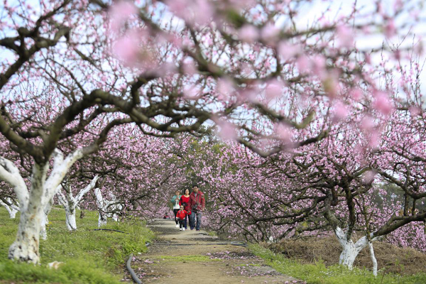 【原創】重慶北碚區舉行2022年春季踏青賞花線路推介會_fororder_圖片1