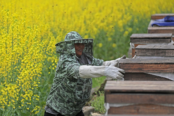 【原創】重慶彭水：追花逐蜜釀造“甜蜜事業”_fororder_圖片1