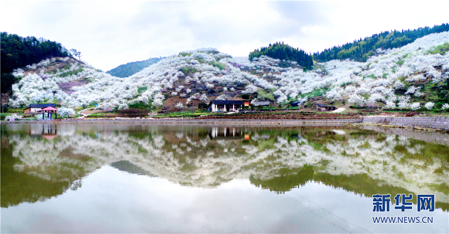 【城市遠洋】重慶渝北：萬畝李花“撞”上國風霓裳