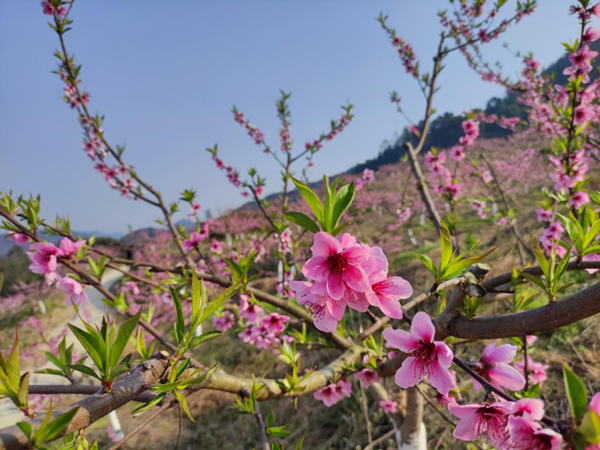 相約千畝花海 重慶巴南區東溫泉鎮春季旅遊主題活動啟幕_fororder_圖片2