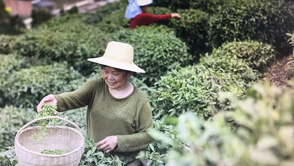 【原創】重慶巫山：春茶綠了山頭 富了百姓_fororder_圖片7