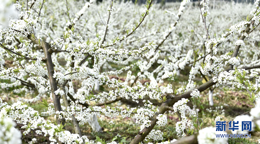 【城市遠洋】重慶涪陵：千樹萬樹“李”花開