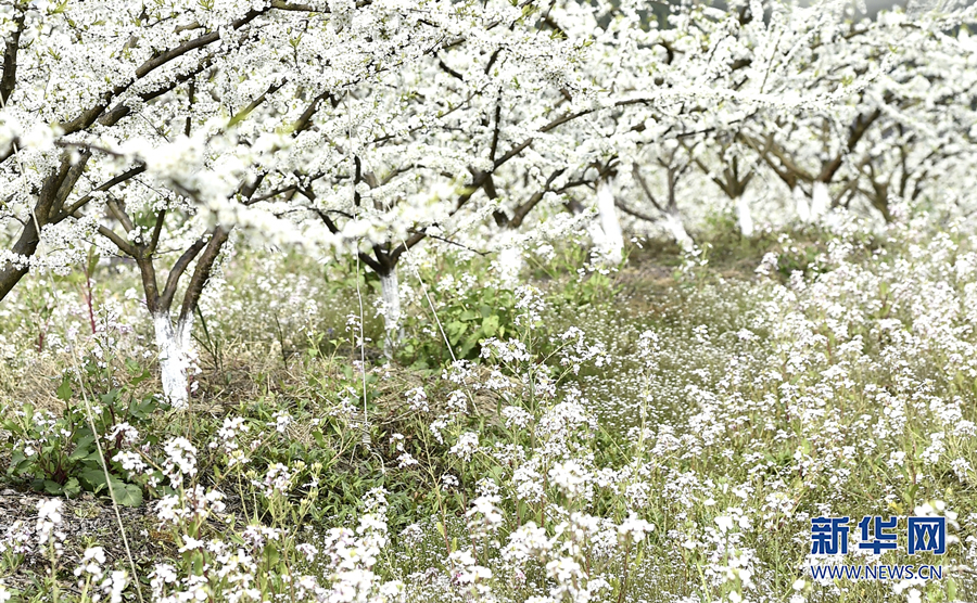 【城市遠洋】重慶涪陵：千樹萬樹“李”花開