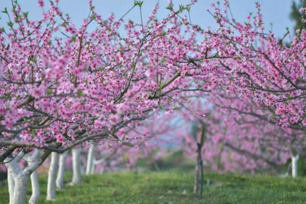 【原創】重慶忠縣黃金鎮數千畝桃花、李花漸次開放_fororder_圖片6