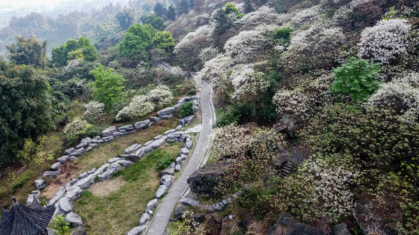 【原創】重慶榮昌：古佛山上桐子花開 踏青賞花正當時_fororder_圖片5(1)