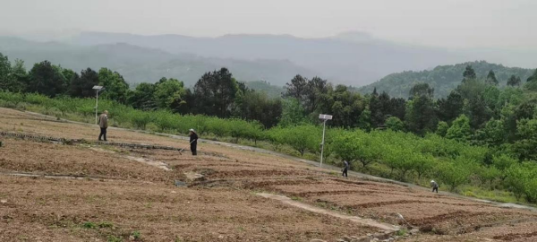 【原創】重慶巴南區平灘村：村民土地入股做“嫁衣” 探索出鄉村振興新路子_fororder_圖片12(1)