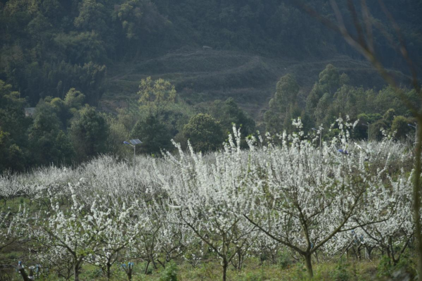 【原創】重慶巴南區平灘村：村民土地入股做“嫁衣” 探索出鄉村振興新路子_fororder_圖片11(1)