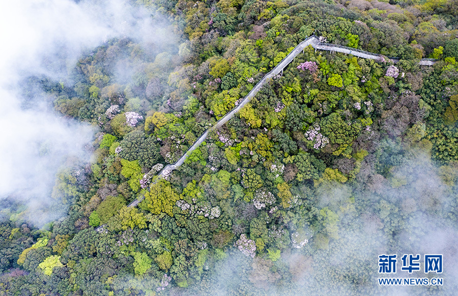 【城市遠洋帶圖】重慶南川：金佛山杜鵑花開 花團錦簇雲海相伴