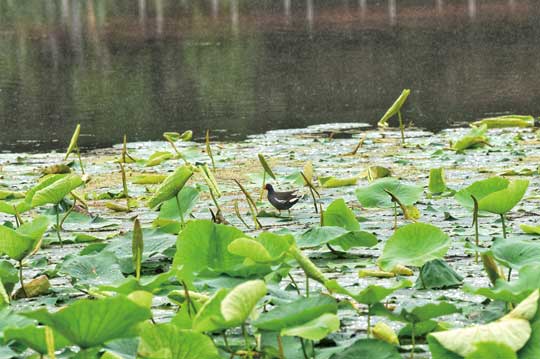 重慶市南岸區：生態環境持續好 野生動物頻落戶