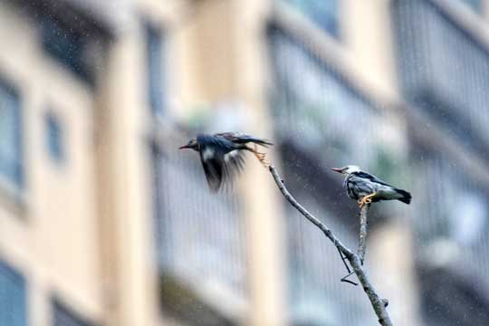 重慶市南岸區：生態環境持續好 野生動物頻落戶