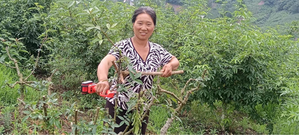 重慶巫溪菱角鎮迎來花椒豐收季_fororder_圖片2