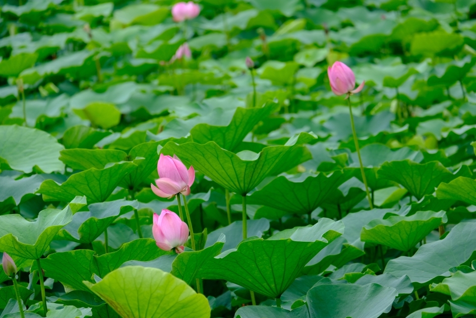 【城市遠洋】重慶南岸苦竹溪荷花盛開 亭亭玉立待君來