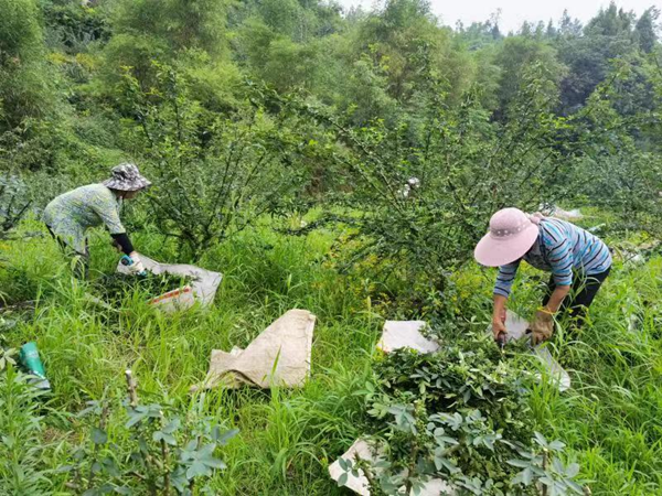 重慶銅梁：村民喜笑顏開迎花椒豐收_fororder_圖片1