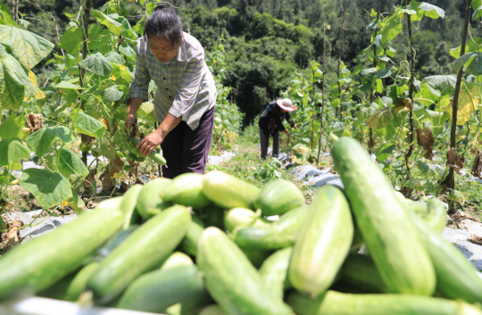 【原創】重慶彭水：凈菜加工鋪就農民致富路_fororder_微信圖片_20220707114941