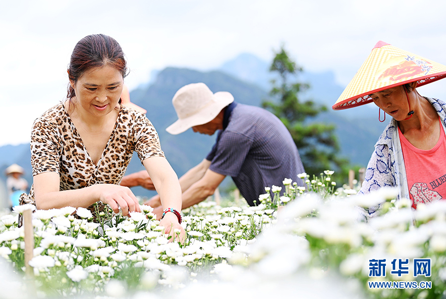 重慶：七月田間採菊忙 一路芬芳助增收