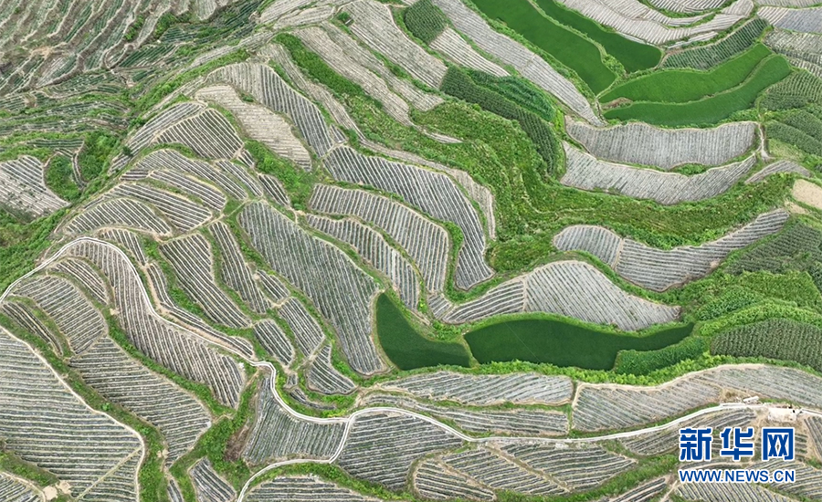 重慶：七月田間採菊忙 一路芬芳助增收