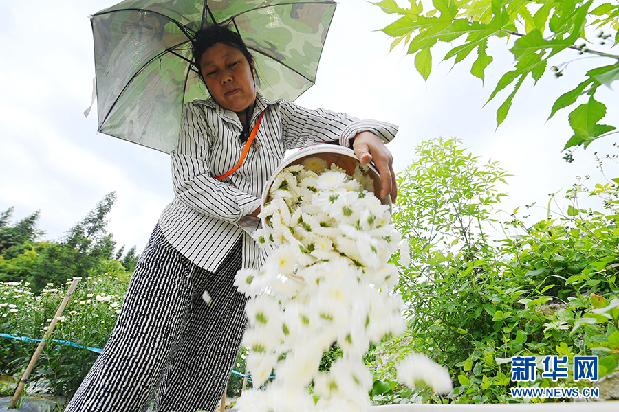 重慶：七月田間採菊忙 一路芬芳助增收