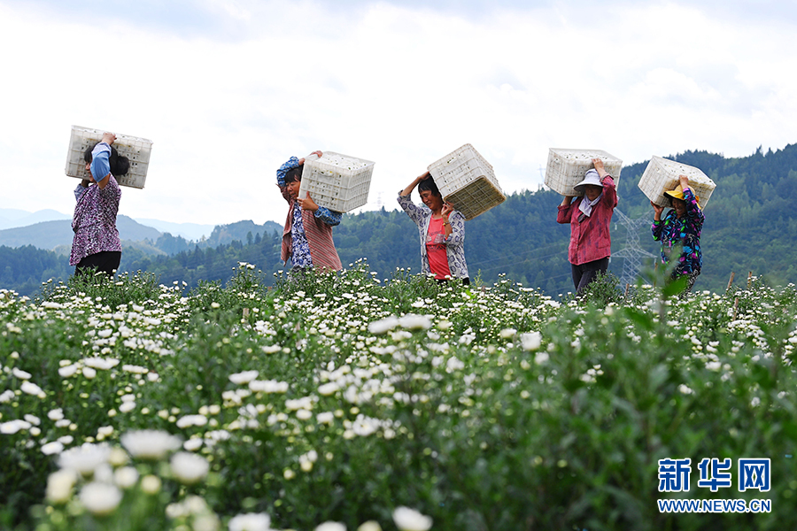 重慶：七月田間採菊忙 一路芬芳助增收