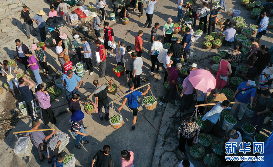 重慶巫山：夏日脆李成熟 江邊果市繁忙