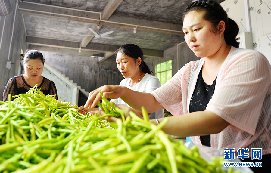 重慶酉陽：黃花遍地熟 采收正當時