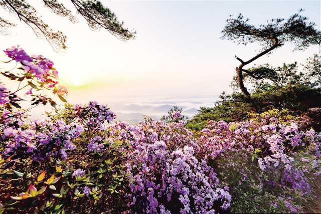 【轉載】這裡有國色天香 這裡有詩和遠方 墊江明月山旅遊度假區崛起川渝