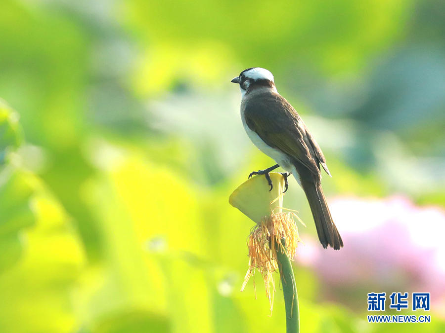 【城市遠洋帶圖】重慶忠縣：三峽橘鄉白鷺翩飛 盡顯生態之美