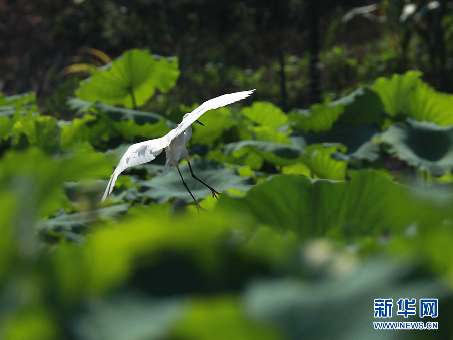 【城市遠洋帶圖】重慶忠縣：三峽橘鄉白鷺翩飛 盡顯生態之美