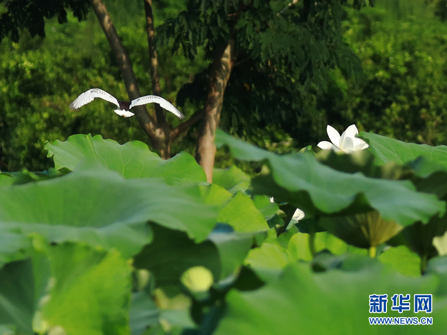 【城市遠洋帶圖】重慶忠縣：三峽橘鄉白鷺翩飛 盡顯生態之美