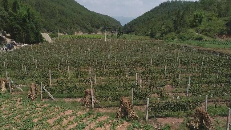 【加急】你笑起來真好看|重慶巫山縣最美脫貧榜樣劉敬春：葡萄架下結出“脫貧果”