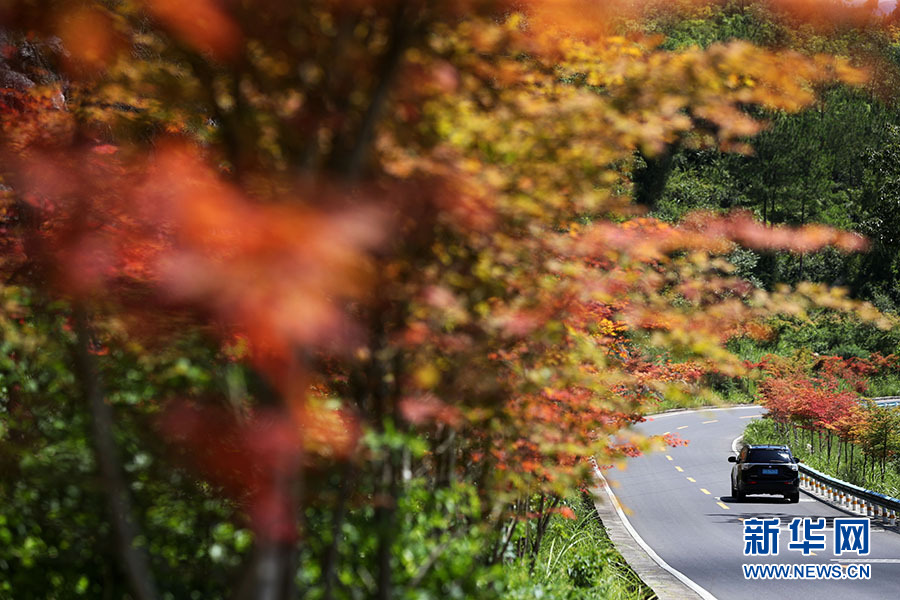 重慶黔江：初秋楓葉漸紅 鄉村公路如畫