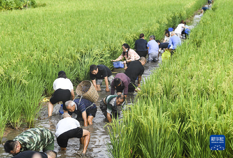 重慶永川舉辦慶祝豐收節活動