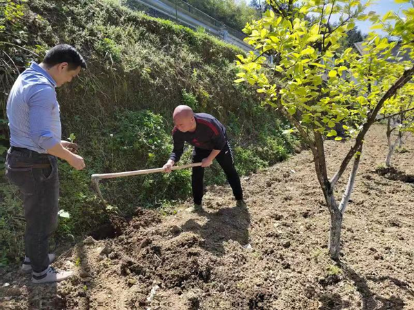 重慶市武隆區楠木村駐村第一書記謝林坤：一肩挑兩擔 做好鄉村振興和送法入村工作_fororder_圖片2