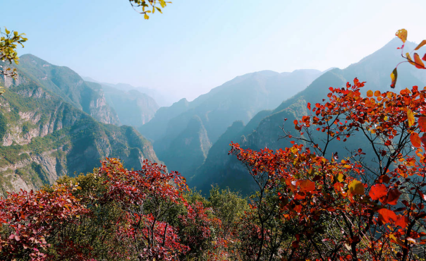 【原創】重慶巫山：三峽紅葉紅了_fororder_圖片4(1)