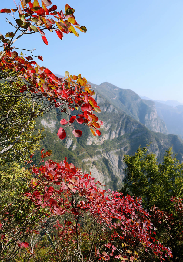 【原創】重慶巫山：三峽紅葉紅了_fororder_圖片3(1)