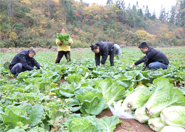 重慶市石柱縣黃水鎮：代耕代種讓撂荒土地變“致富田”_fororder_圖片2