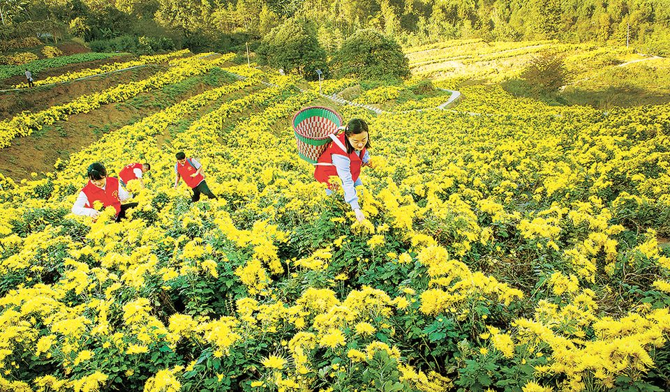 重慶：生態修復 荒地開“花”