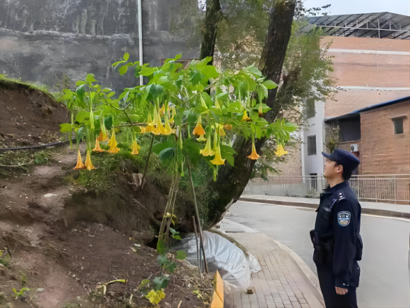 【原創】重慶萬州民警處理一株有毒植物_fororder_1