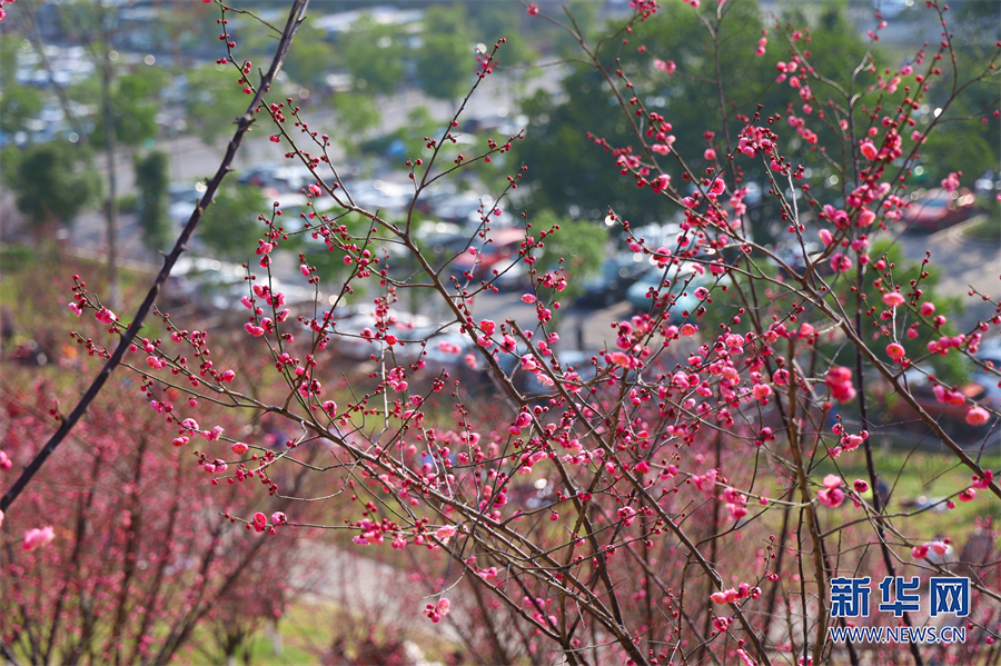 【城市遠洋】重慶市沙坪壩：紅岩景區紅梅花又開_fororder_1129328371_16752397489641n