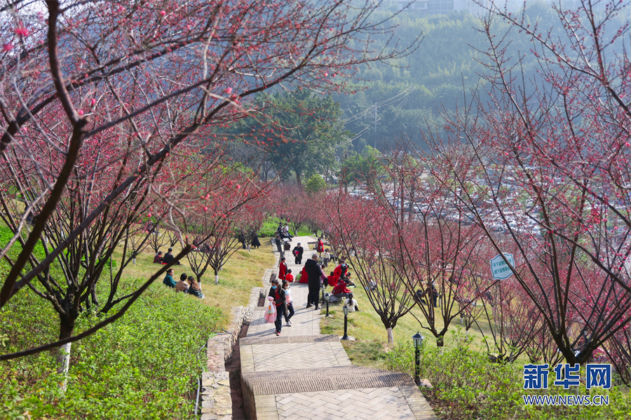 【城市遠洋】重慶市沙坪壩：紅岩景區紅梅花又開_fororder_1129328371_16752397483221n