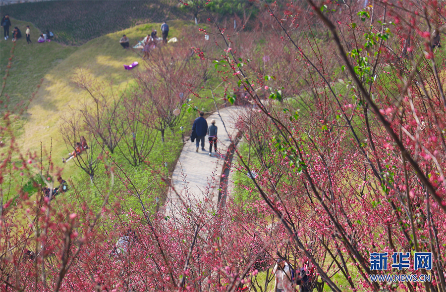 【城市遠洋】重慶市沙坪壩：紅岩景區紅梅花又開_fororder_1129328371_16752397485301n