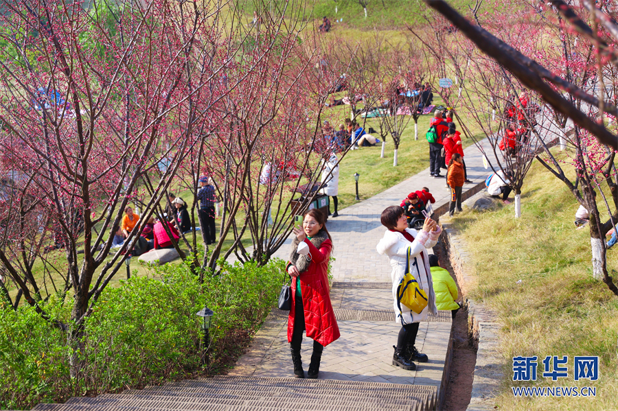 【城市遠洋】重慶市沙坪壩：紅岩景區紅梅花又開_fororder_1129328371_16752397486271n