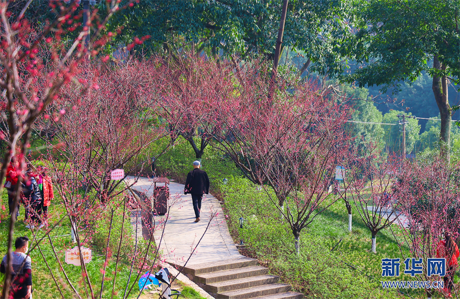 【城市遠洋】重慶市沙坪壩：紅岩景區紅梅花又開_fororder_1129328371_16752397487441n